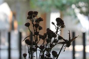 dried flowers on random background photo