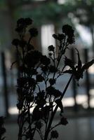 dried flowers on random background photo