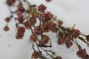 dried flowers on random background photo