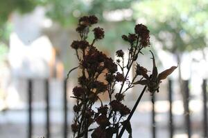 dried flowers on random background photo