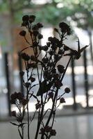 dried flowers on random background photo