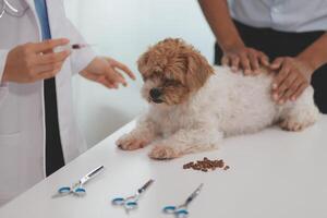 Veterinary doctor and assistant working together examining dog on table in veterinary clinic Pet health care and medical concept. Close-up. photo
