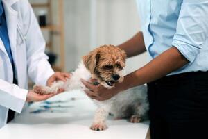 Veterinary doctor and assistant working together examining dog on table in veterinary clinic Pet health care and medical concept. Close-up. photo