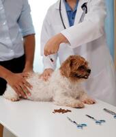Veterinary doctor and assistant working together examining dog on table in veterinary clinic Pet health care and medical concept. Close-up. photo