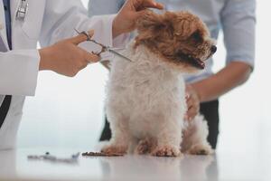 Veterinary doctor and assistant working together examining dog on table in veterinary clinic Pet health care and medical concept. Close-up. photo