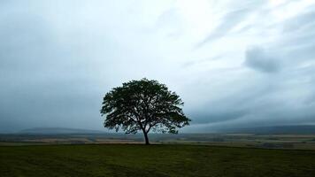 Zoom out from a solitary tree standing tall in an open field video