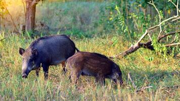 Boar in the wild, in the clearing. photo