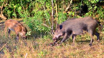 Boar in the wild, in the clearing. photo