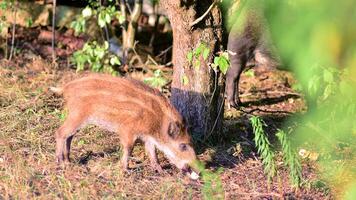 Boar in the wild, in the clearing. photo