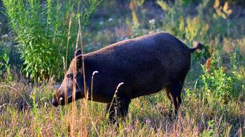 Boar in the wild, in the clearing. photo