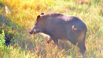 Boar in the wild, in the clearing. photo