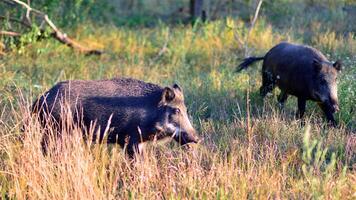 Boar in the wild, in the clearing. photo