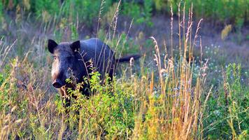 Boar in the wild, in the clearing. photo