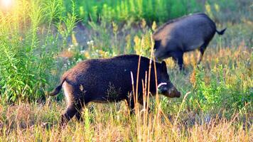 Boar in the wild, in the clearing. photo