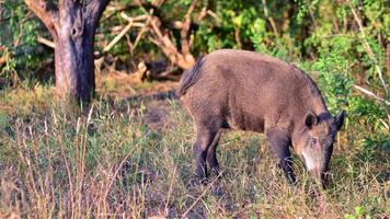 Boar in the wild, in the clearing. photo
