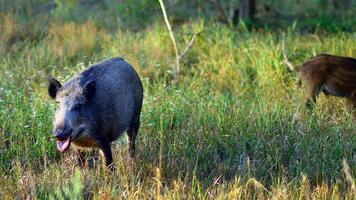 Boar in the wild, in the clearing. photo