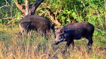 Boar in the wild, in the clearing. photo