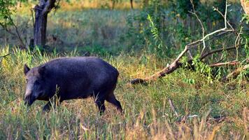 Boar in the wild, in the clearing. photo