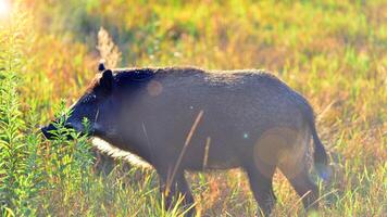 Boar in the wild, in the clearing. photo
