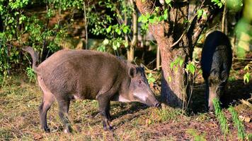 Boar in the wild, in the clearing. photo