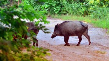 Boar in the wild, in the clearing. photo