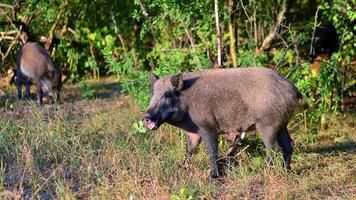 Boar in the wild, in the clearing. photo