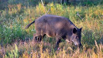 Boar in the wild, in the clearing. photo