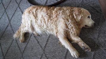 An old curly-haired Labrador Retriever lies full length on a gray litter, on its side. The pet is tired, the dog is resting video