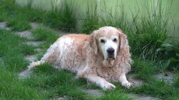 Visão do dourado retriever cachorro deitado em a verde Relva ao lado lago, olhando em volta. fundo com cópia de espaço, cenas pode estar usava para seu video