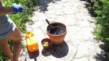 An unrecognizable woman is going to transplant plants into a clay pot. A pot with young plants in close-up, summer garden work video