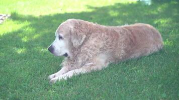 Visão do dourado retriever cachorro deitado em a ensolarado verde grama. fundo com cópia de espaço, sobreposição pode estar usava para seu video