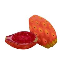 Illustration of Opuntia fruit, commonly called prickly pear cactus, isolated on white background. vector