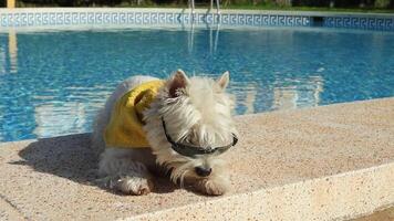 Vacation, holidays, summer. Cute white fluffy West Terrier Westie dog in yellow towel and black sunglasses lies near clear blue pool and enjoys sun and rest. video