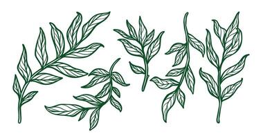 Leaf outline, simple illustration of leaf, leaf draw, artistic leaf vector