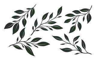 Leaf simple draw, simple illustration of leaf, leaf outline, artistic leaf vector