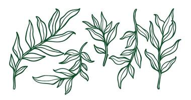 Leaf outline drawing, simple illustration of leaf, leaf draw, artistic leaf vector