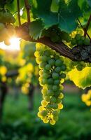Green grapes hang from the vineyard branches in the warm sun, ready for harvest photo