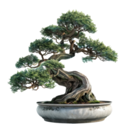 Ancient Bonsai Tree with Twisted Trunk in a Pot png