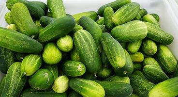 Fresh grown cucumbers photo