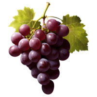 Bunch of red grapes with leaves isolated on transparent background png