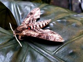 A beautiful and rare Convolvulus Hawk-moth, Agrius convolvuli, rests on a leaf. It is a butterfly insect which is active at the night photo
