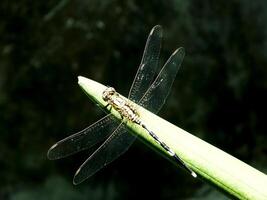 Selective focus of a dragonfly perches on a sansevieria leaf with a blurred background. This insect usually hunting mosquito as they prey photo