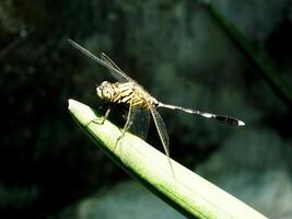 Selective focus of a dragonfly perches on a sansevieria leaf with a blurred background. This insect usually hunting mosquito as they prey photo