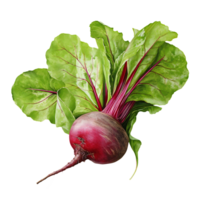 beetroot with leaves cut out. Isolated Beetroot. Whole beetroot with leaves. isolated on transparent png