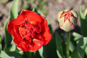 Red tulips in close-up. Open and closed bud tulip. Bright tulip flowers from all sides. Flowers for the holiday of spring. Beautiful flower. photo
