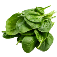 Fresh spinach leaves. few fresh green leaves of Spinach isolated on transparent png