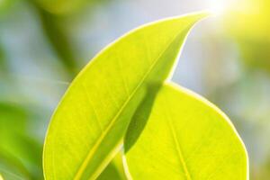Natural plant green leaf in garden with bokeh background photo