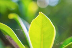 Natural plant green leaf in garden with bokeh background photo