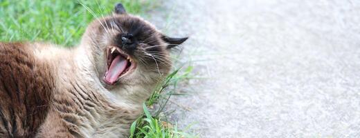 A yawning Siamese cat lies on the grass with its mouth wide open, exposing its teeth. Background with copy space. Ideal for use in content related to pets, advertising or leisure topics. photo