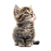 Kitten Sitting on the Floor Looking Up AI-Generative png